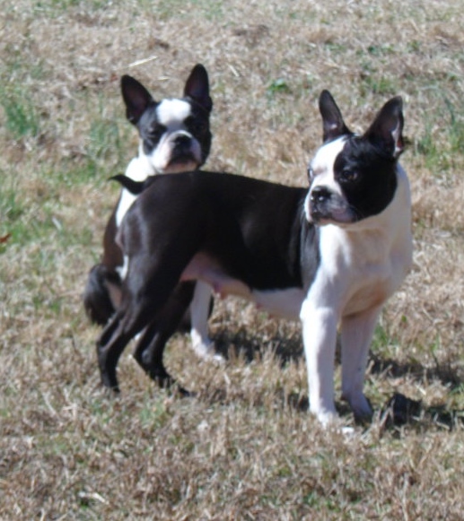 OUR DOGS Best Boston Terrier Puppies