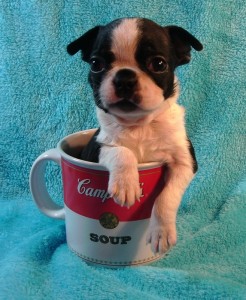 Adorable Eli Jaxsun Pup in Cup 5.5 weeks (657x800)