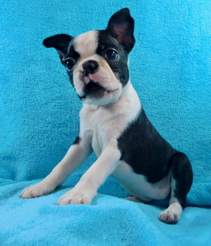 2015 Puppies | Best Boston Terrier Puppies