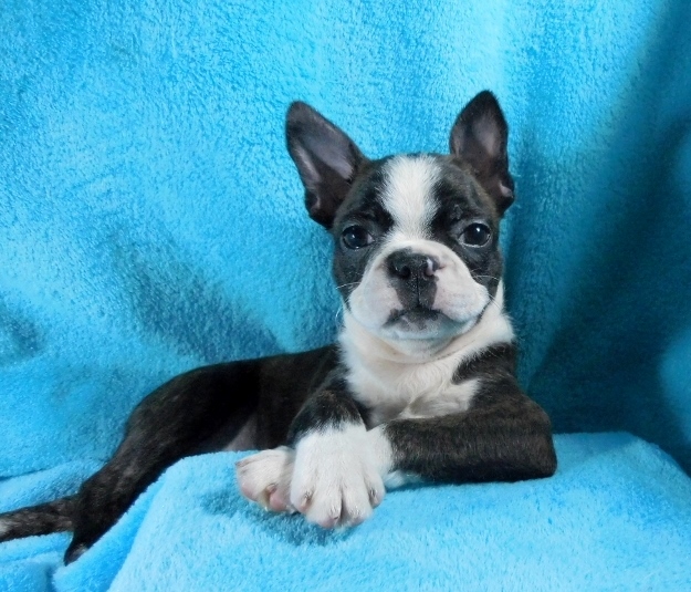 2015 Puppies | Best Boston Terrier Puppies